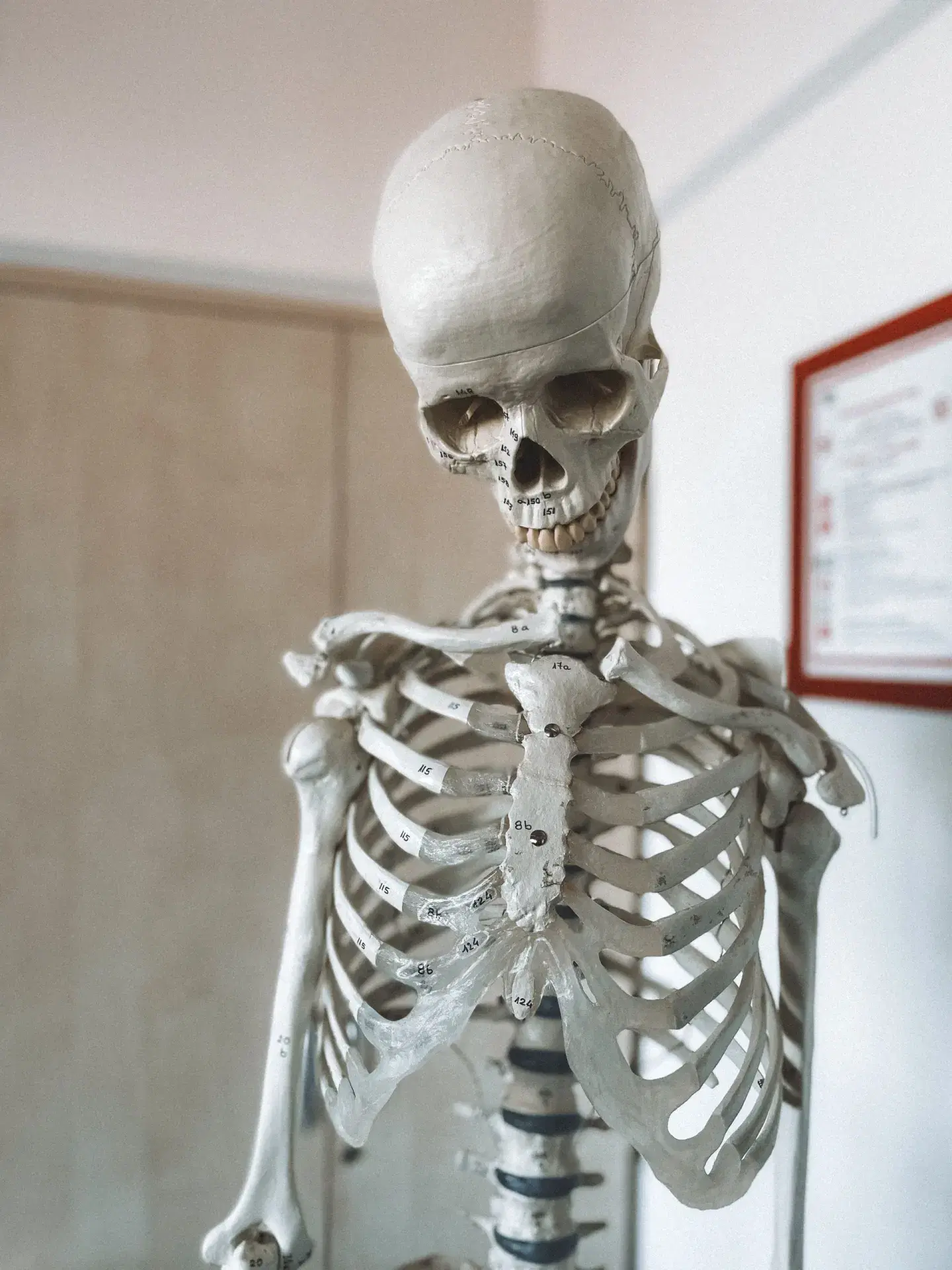 A full teaching skeleton on a stand in a working room, its bones numbered by hand.