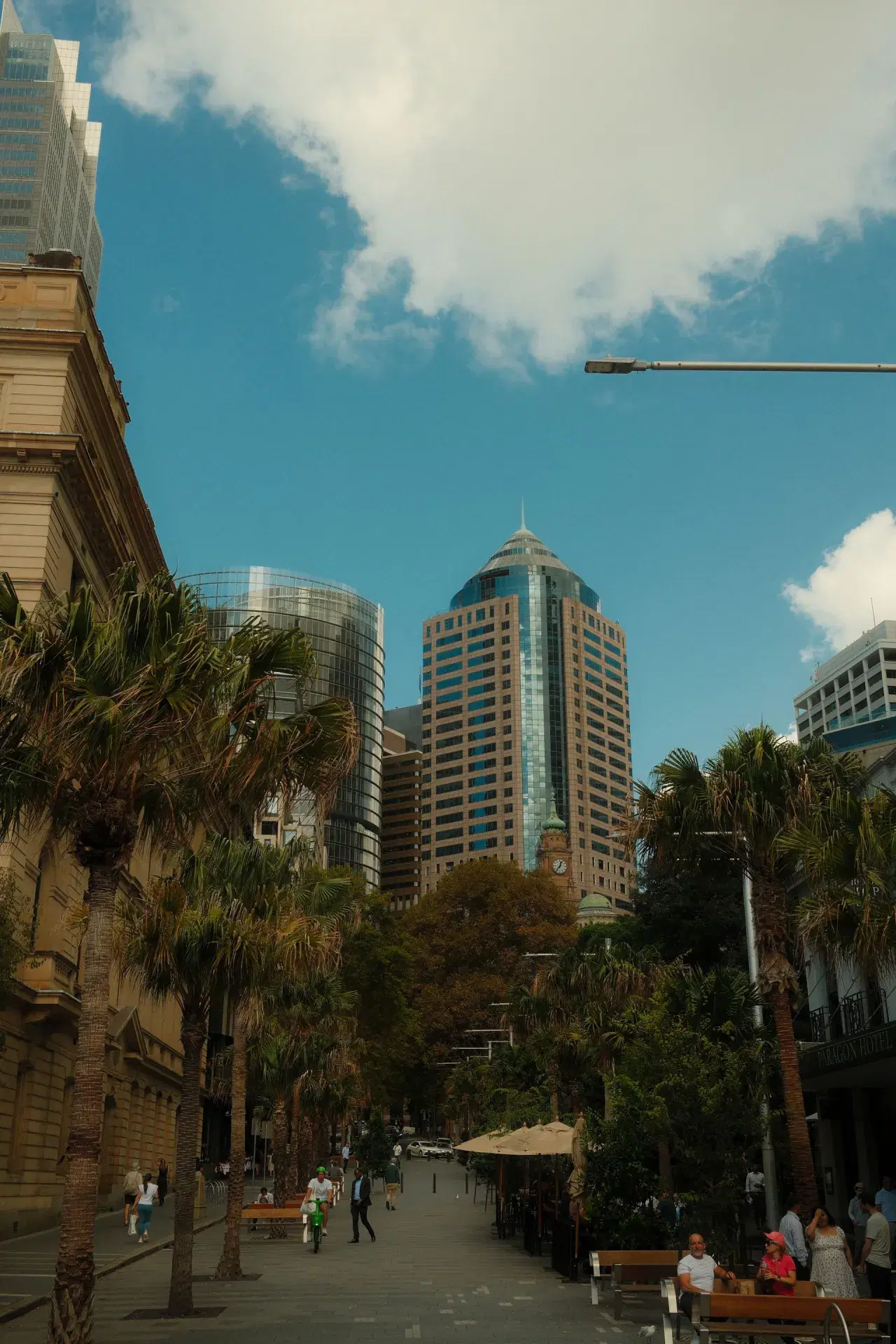 A tree-lined street in the Sydney CBD, office towers above the fig trees.
