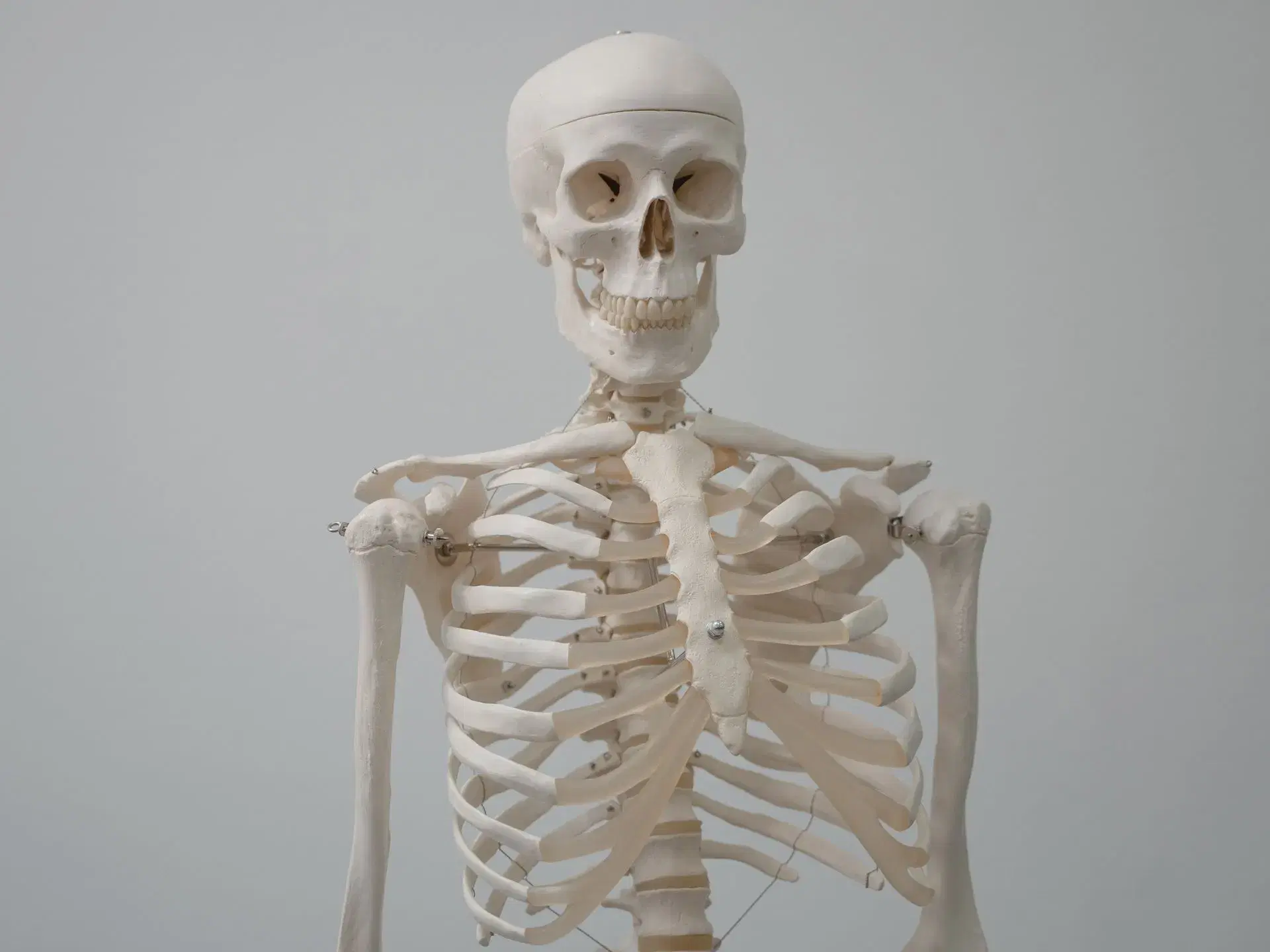 The skull, neck, collarbones and upper ribcage of a teaching skeleton, centred on flat grey.