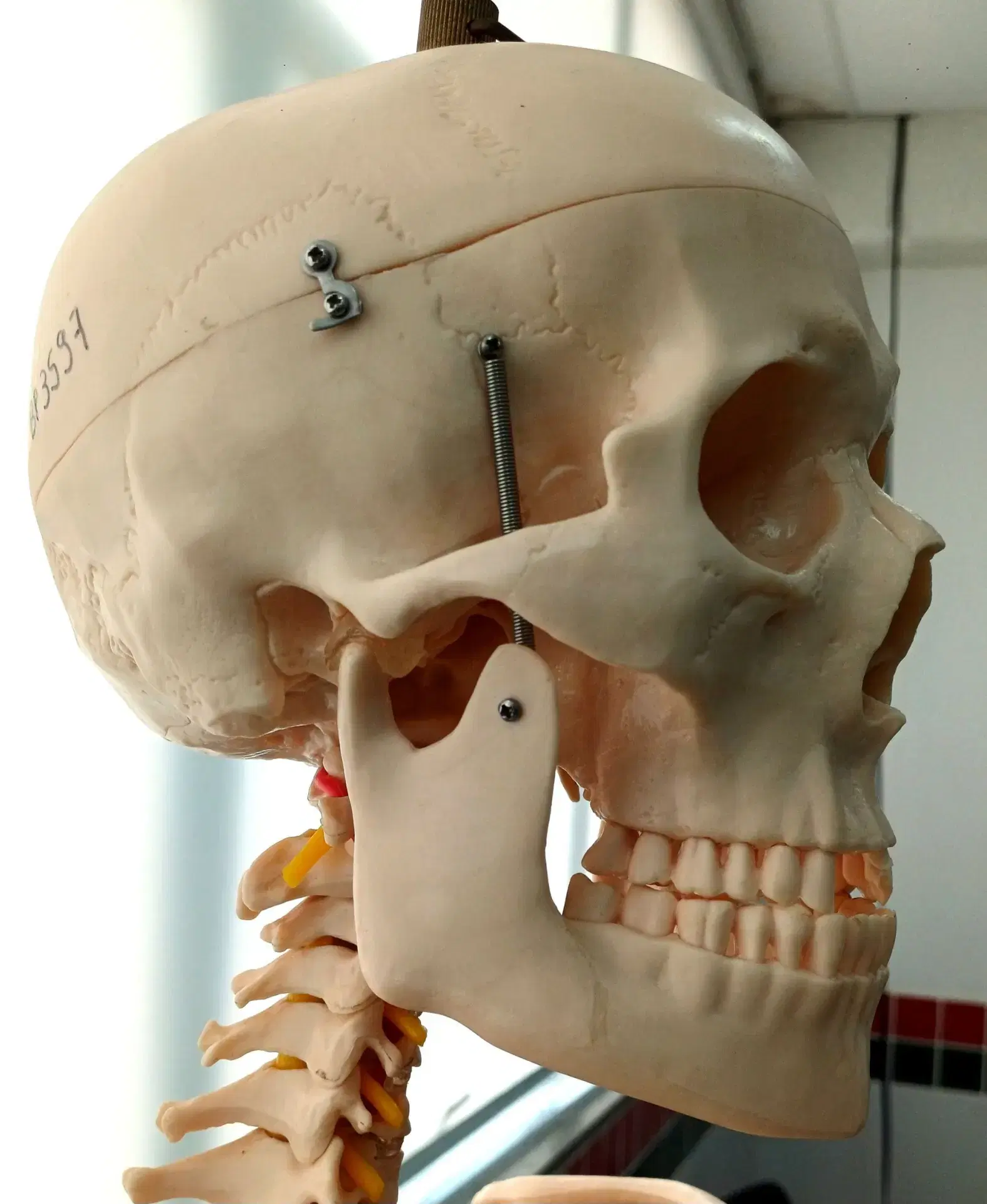 A skull and cervical spine model in profile, the neck joints in view.